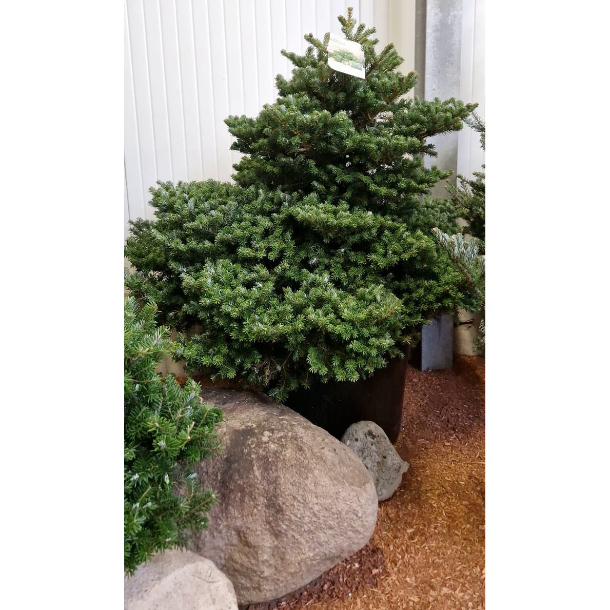 Koreagran – Abies k. 'Molli' - 80-100 CM RB Extra